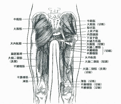 股関節痛の謎 サッカーの動作に着目して 東広島整形外科クリニック